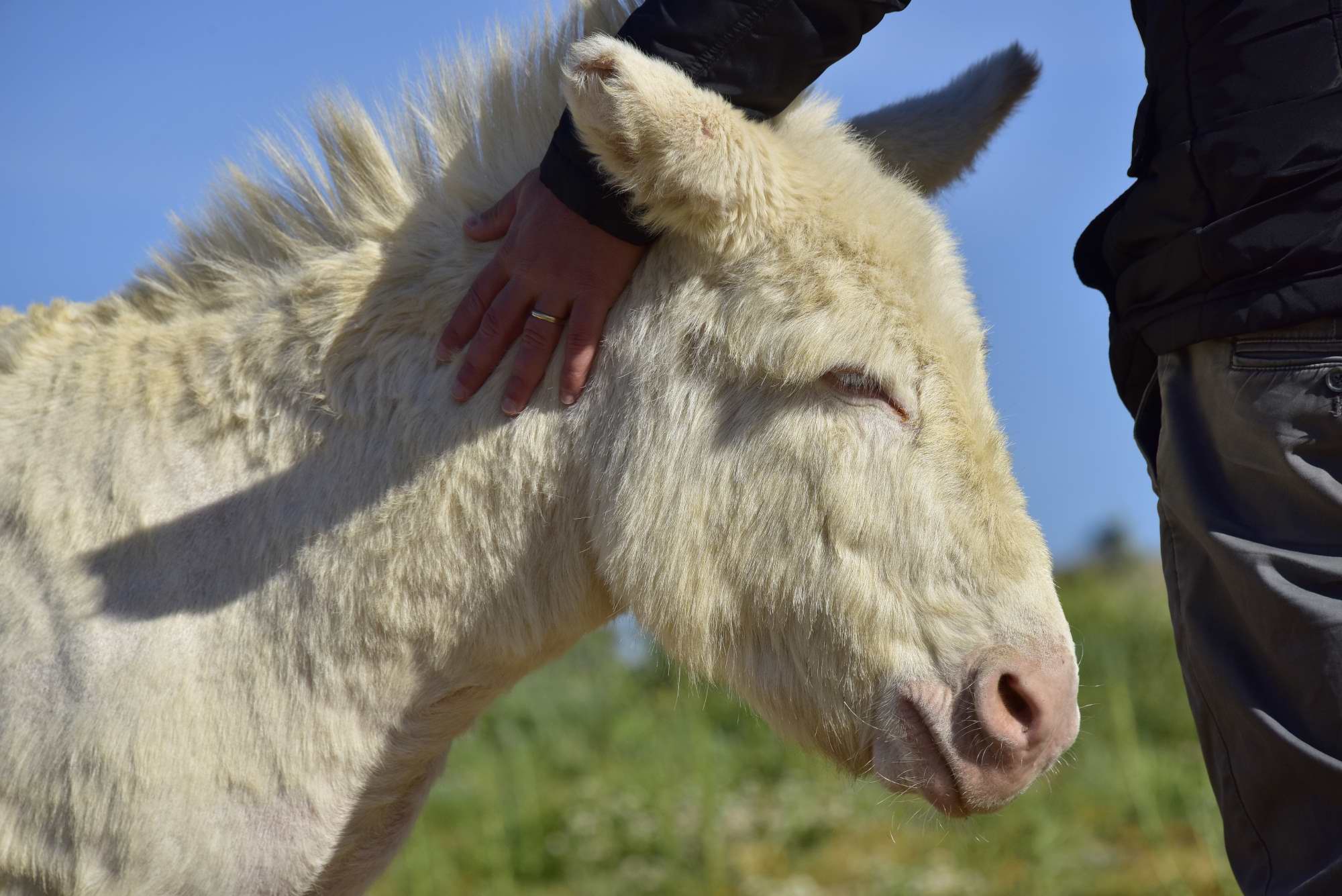 Sezione animale