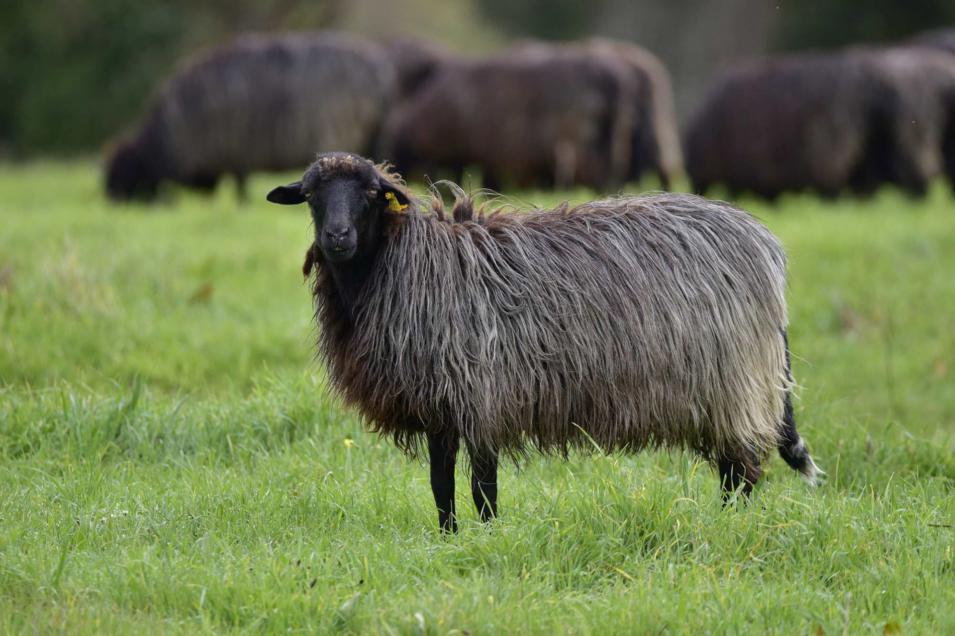 Sezione animale