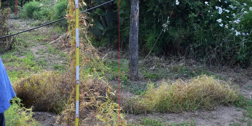 Lentiggia Naigra de Cadesedda