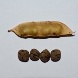 Lentiggia Naigra de Cadesedda