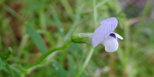 Lentiggia Naigra de Cadesedda