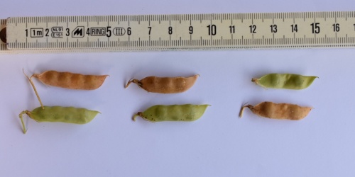 Lentiggia Naigra de Cadesedda