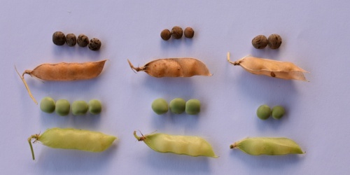 Lentiggia Naigra de Cadesedda