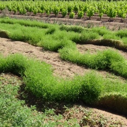 Lentiggia Naigra de Cadesedda