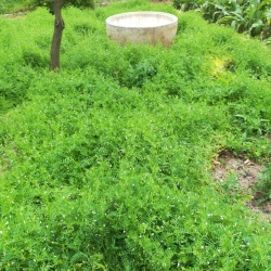 Lentiggia Naigra de Cadesedda