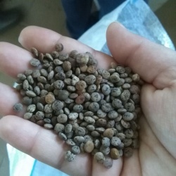 Lentiggia Naigra de Cadesedda