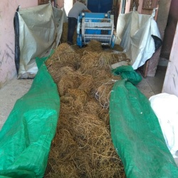 Lentiggia Naigra de Cadesedda