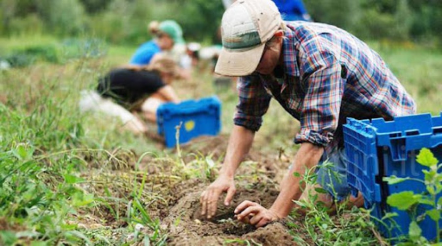 Bando PSR per gli Agricoltori Custodi