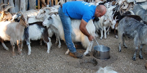 Mungitura delle capre