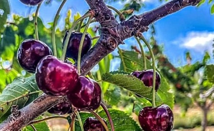 Visualizza la notizia: Le ciliegie di Burcei verso l’iscrizione al Repertorio regionale dell'Agrobiodiversità Visualizza la notizia: Le ciliegie di Burcei verso l’iscrizione al Repertorio regionale dell'Agrobiodiversità