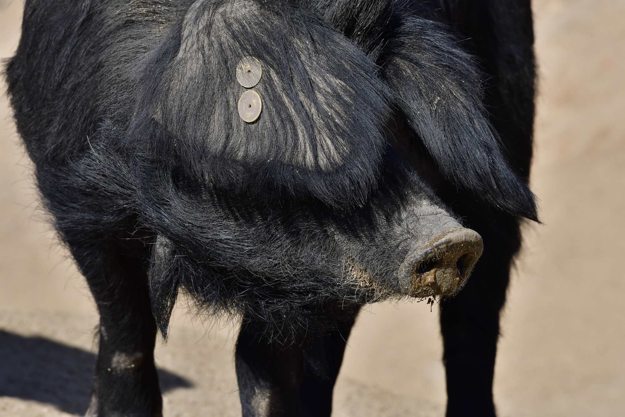 Visualizza la notizia: Giornata informativa sulla biodiversità Agricola "Risorse genetiche e biodiversità animali - Focus nel Sud Sardegna"