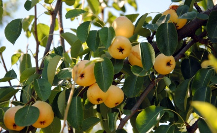 Visualizza la notizia: Divulgazione LR 16/2014 e presentazione del Portale “Biodiversità Sardegna” Visualizza la notizia: Divulgazione LR 16/2014 e presentazione del Portale “Biodiversità Sardegna”