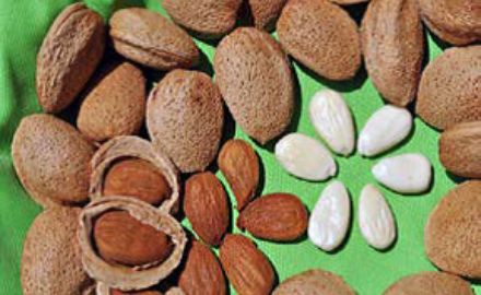 Visualizza la notizia: Comunità di tutela della biodiversità agricola  - Uno strumento per la filiera del mandorlo nel Sud Sardegna Visualizza la notizia: Comunità di tutela della biodiversità agricola  - Uno strumento per la filiera del mandorlo nel Sud Sardegna