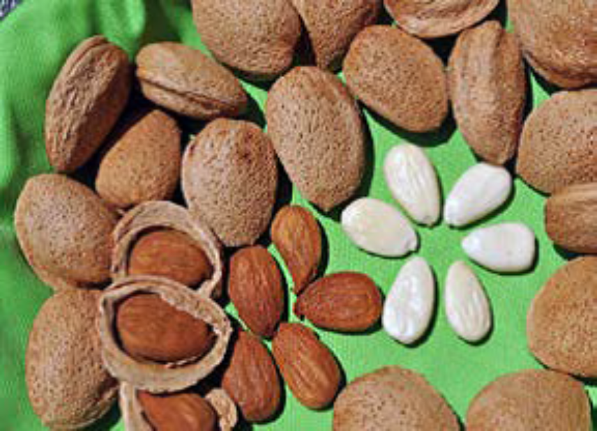 Calendario delle Attività e degli Eventi del Progetto "Mendhulas"