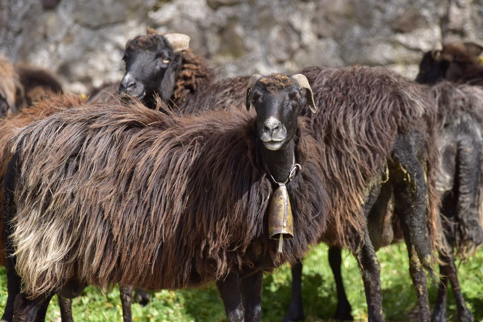 Visualizza la notizia: PECORA NERA DI ARBUS - SENTIERI DELLA BIODIVERSITA' AGRICOLA