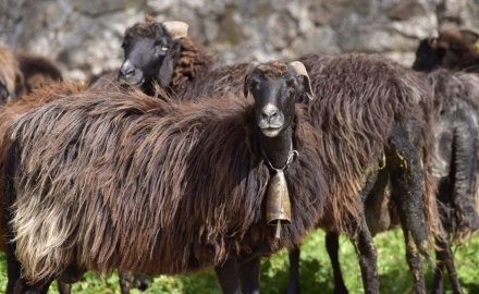 Visualizza la notizia: PECORA NERA DI ARBUS - SENTIERI DELLA BIODIVERSITA' AGRICOLA Visualizza la notizia: PECORA NERA DI ARBUS - SENTIERI DELLA BIODIVERSITA' AGRICOLA