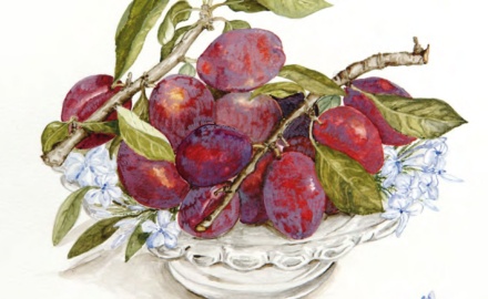 Visualizza la notizia: Antiche varietà della Sardegna: il susino Visualizza la notizia: Antiche varietà della Sardegna: il susino