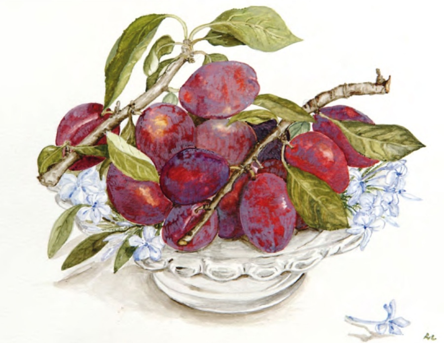 Antiche varietà della Sardegna: il susino