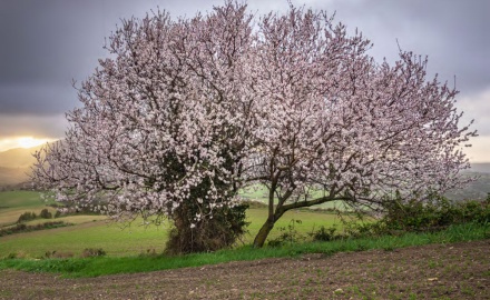 Visualizza la notizia: Mandorlicoltura in Sardegna Visualizza la notizia: Mandorlicoltura in Sardegna