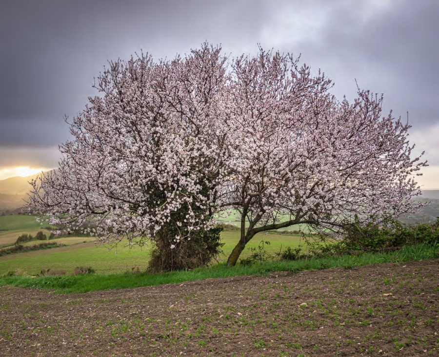 Mandorlicoltura in Sardegna