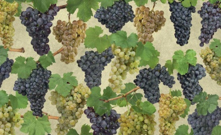 Visualizza la notizia: Alla scoperta dei vitigni “genius loci” della Sardegna