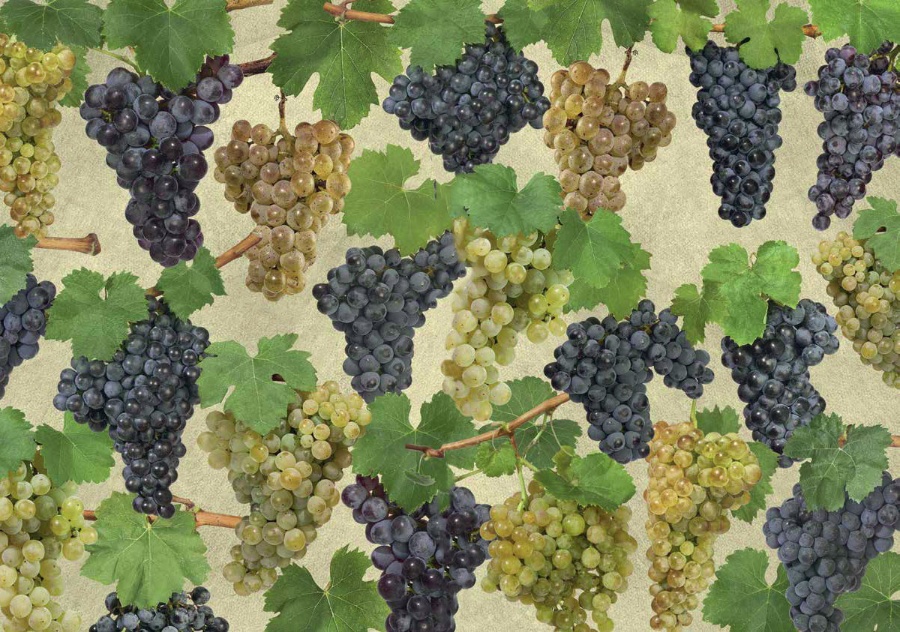 Alla scoperta dei vitigni “genius loci” della Sardegna