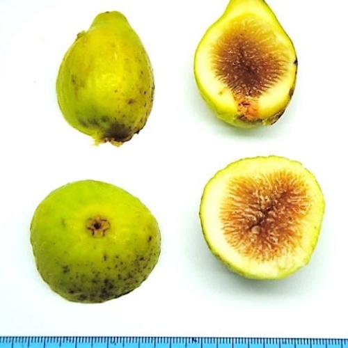 Fico Buttada forniti