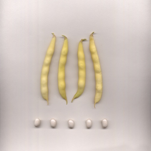 Fasou biancu de Terraseo