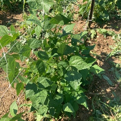 Fasou biancu de Terraseo