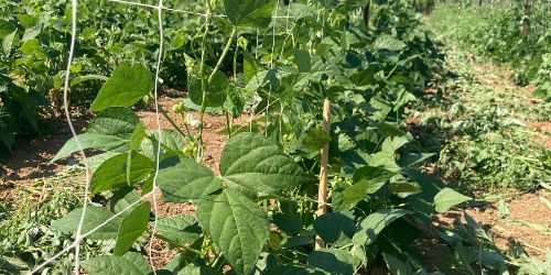 Fasou biancu de Terraseo
