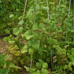 Fasou biancu de Terraseo