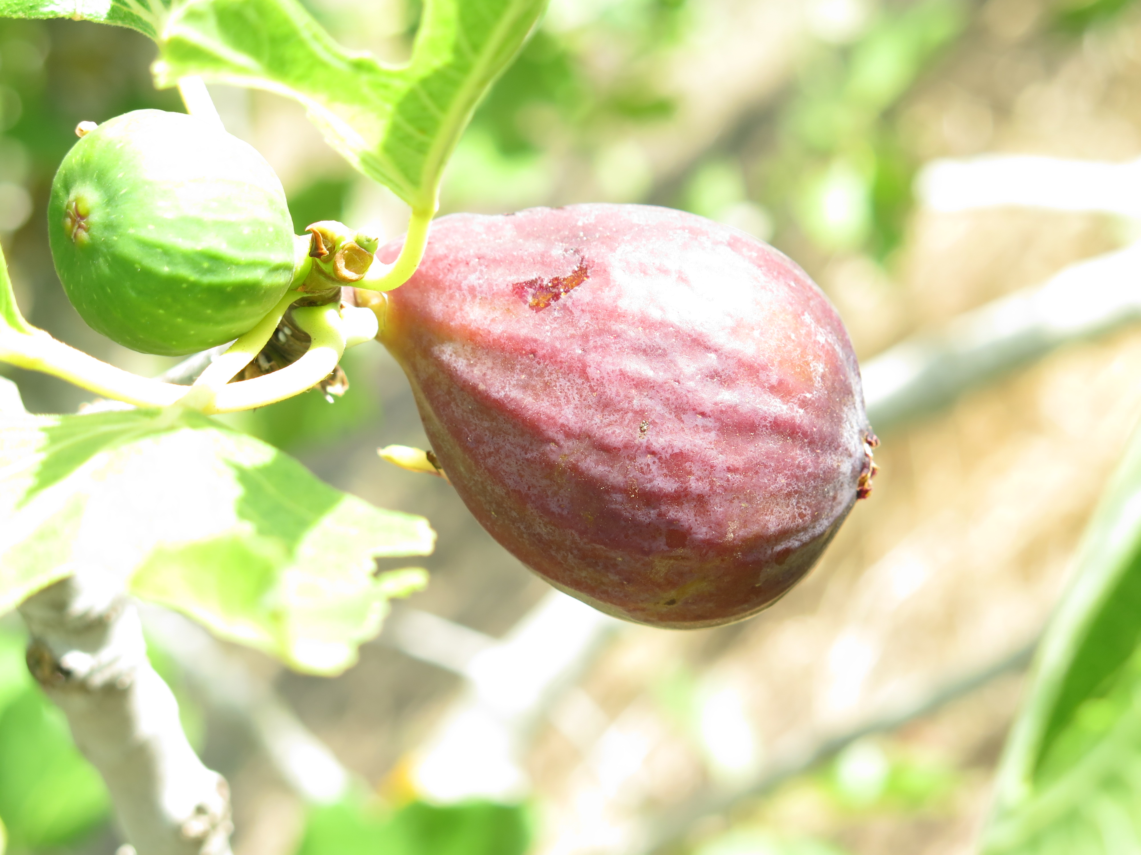 Fico Mattalona fioroni