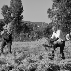 Cece di Musei a fiori bianchi