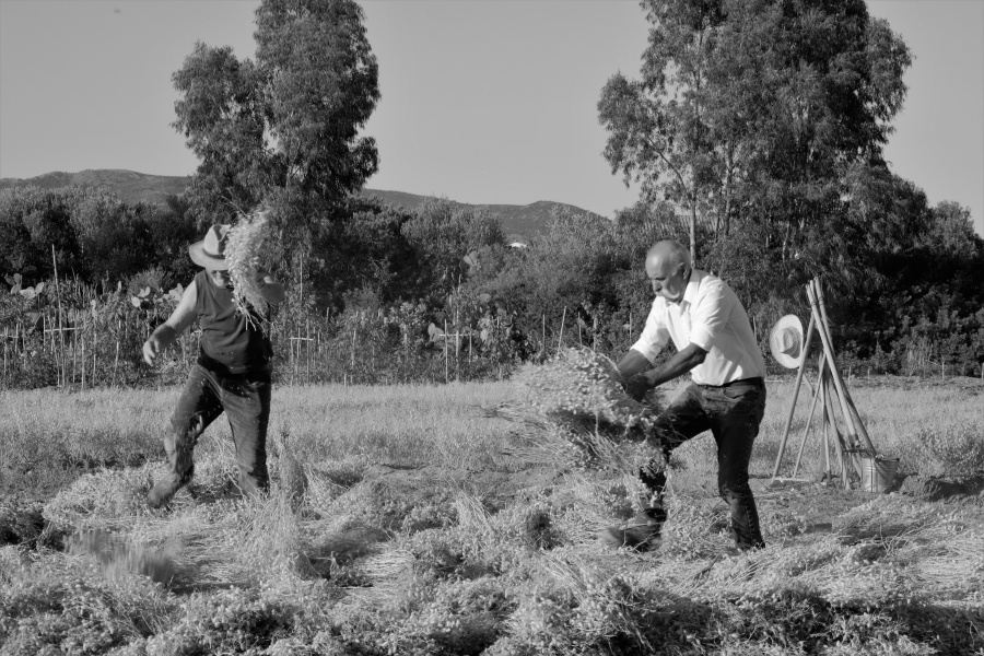 Comunità di Tutela e del Cibo della Sardegna Sud-occidentale - Incontro di animazione - Arbus, 30 gennaio 2024, ore 16,00