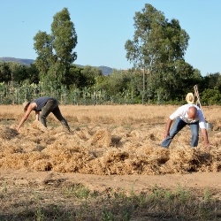 Cece di Musei a fiori bianchi