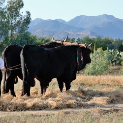 Cece di Musei a fiori bianchi