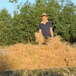 Cece di Musei a fiori bianchi