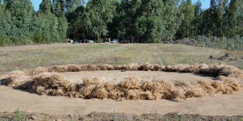 Cece di Musei a fiori bianchi