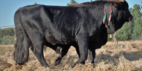 Cece di Musei a fiori bianchi