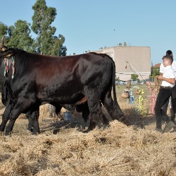 Cece di Musei a fiori bianchi
