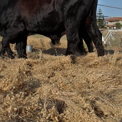 Cece di Musei a fiori bianchi