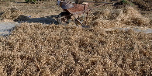 Cece di Musei a fiori bianchi