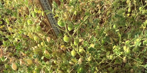 Cece di Musei a fiori bianchi