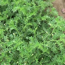 Cece di Musei a fiori bianchi