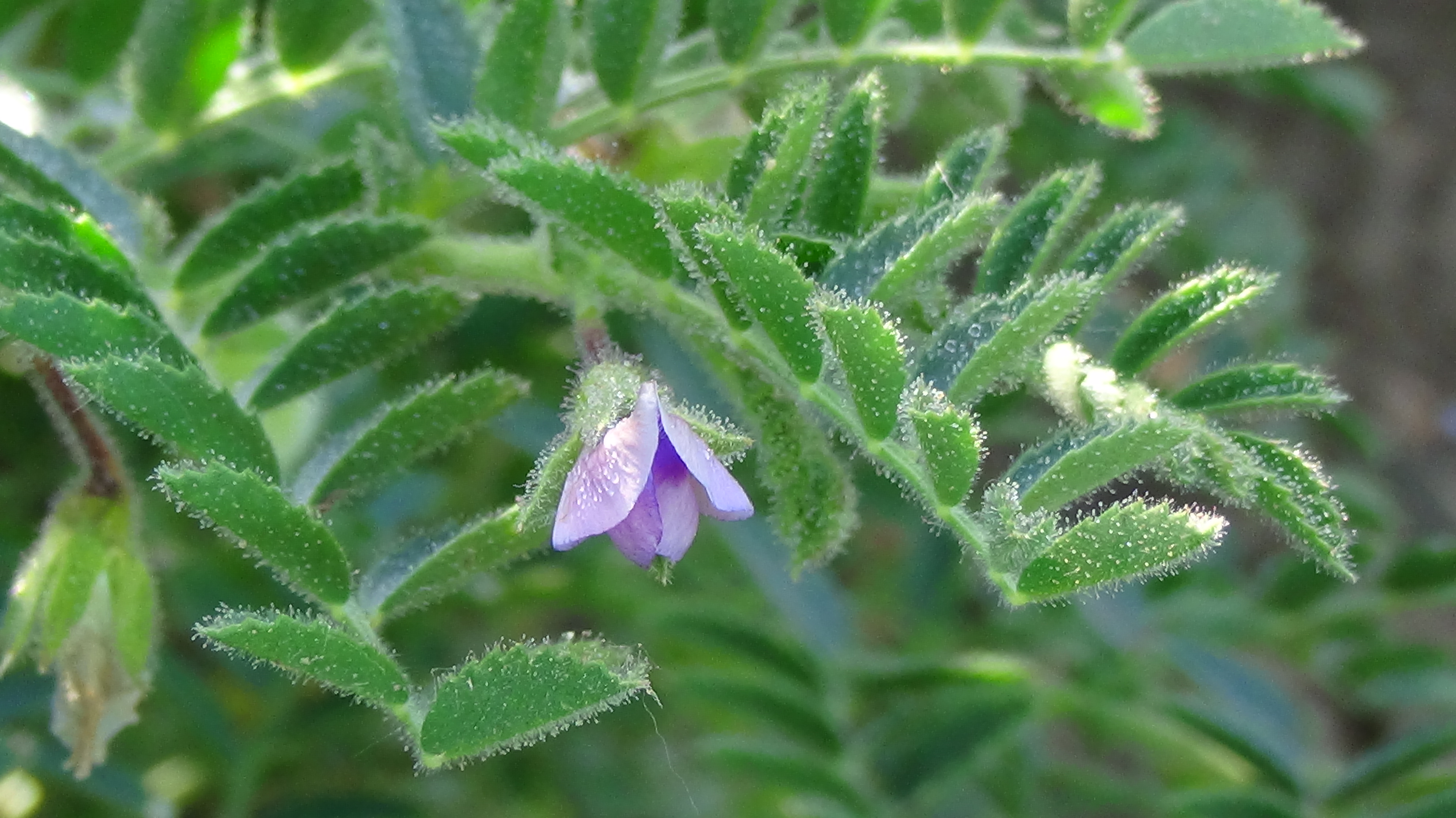Cece di Musei a fiori viola