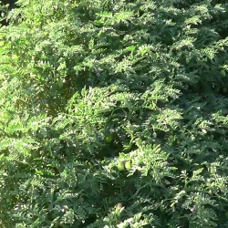 Cece di Musei a fiori viola