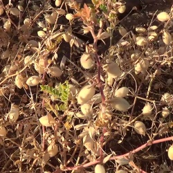 Cece di Musei a fiori viola