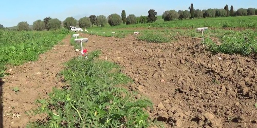 Cece di Musei a fiori viola