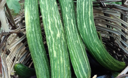 Visualizza la notizia: La Valorizzazione delle agro-biodiversità del territorio e della Sardegna Visualizza la notizia: La Valorizzazione delle agro-biodiversità del territorio e della Sardegna