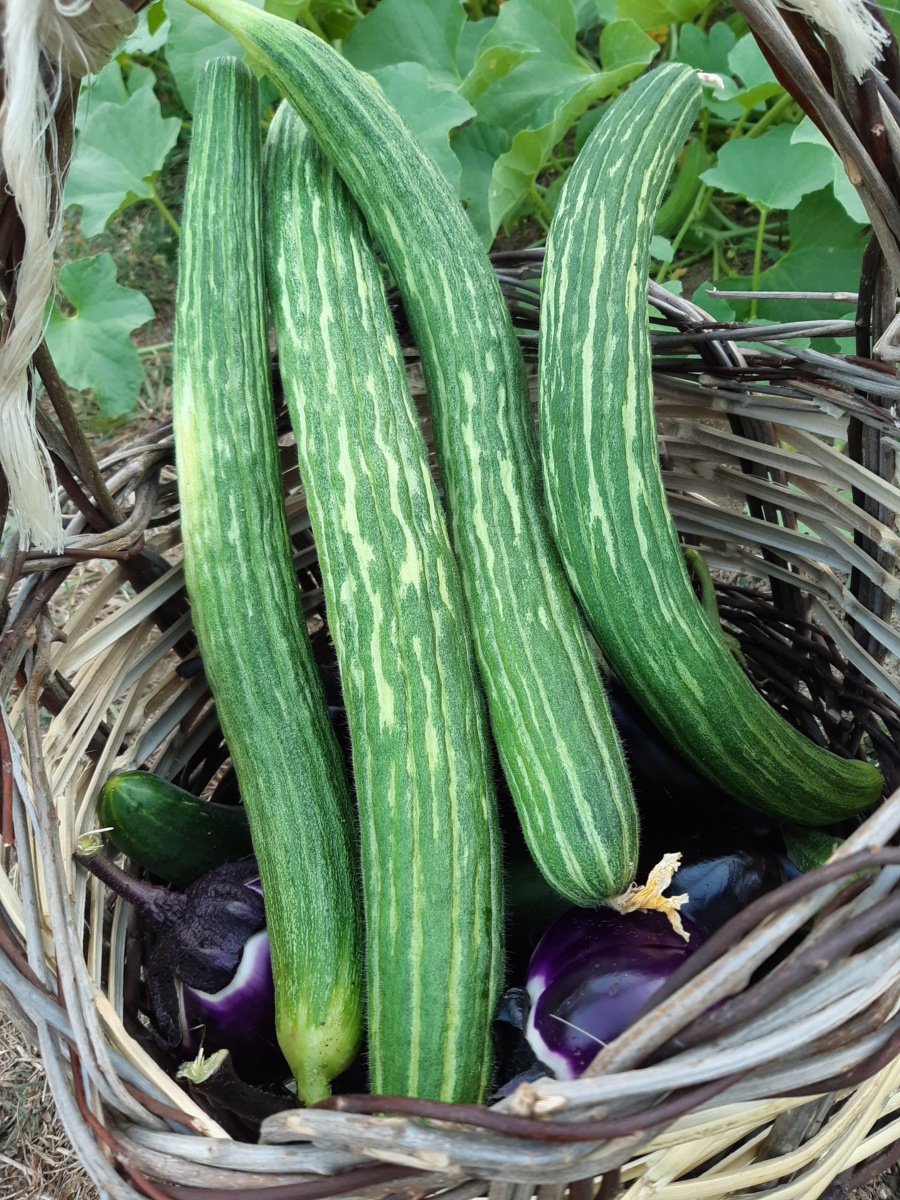Biodiversità Sardegna